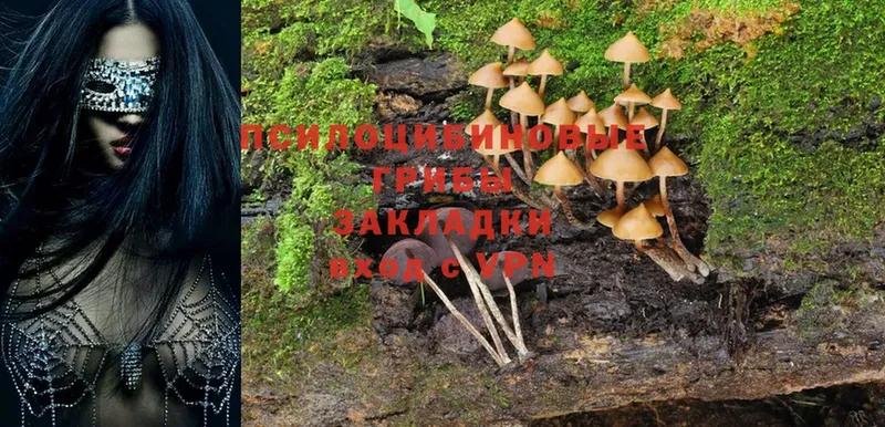 Псилоцибиновые грибы Cubensis  Новосибирск 